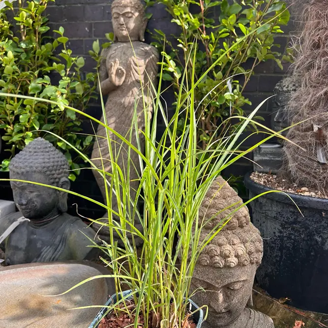 Miscanthus sinensis 'Ferner Osten' (Pot Size 17cm) Maiden Grass - image 1
