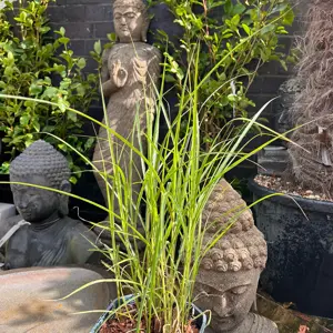Miscanthus sinensis 'Ferner Osten' (Pot Size 17cm) Maiden Grass - image 1