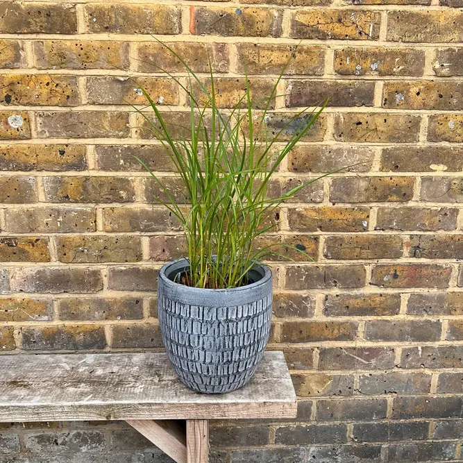Miscanthus sinensis 'Ferner Osten' (Pot Size 17cm) Maiden Grass - image 2
