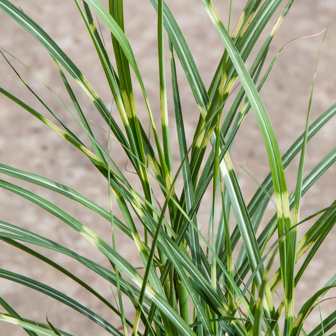 Miscanthus Sinensis 'Little Zebra' (5L) 'Little Zebra' Grass