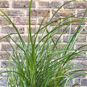 Miscanthus sinensis 'Red Chief' (5L) Red Chief Maiden Grass - image 1