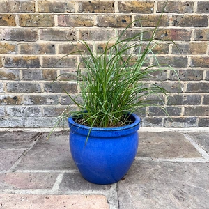 Miscanthus sinensis 'Red Chief' (5L) Red Chief Maiden Grass - image 2