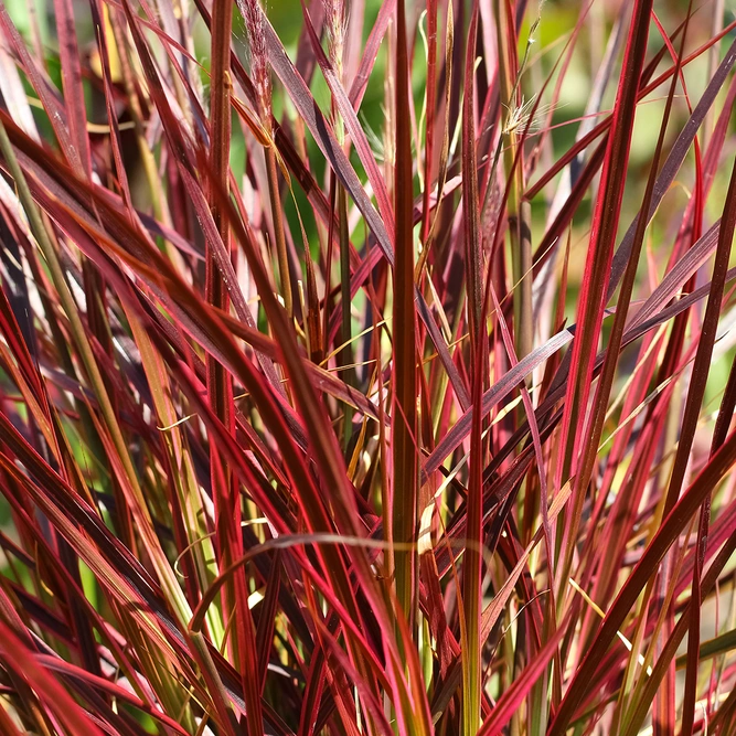 Miscanthus sinensis 'Red Chief' (5L) Red Chief Maiden Grass - image 3