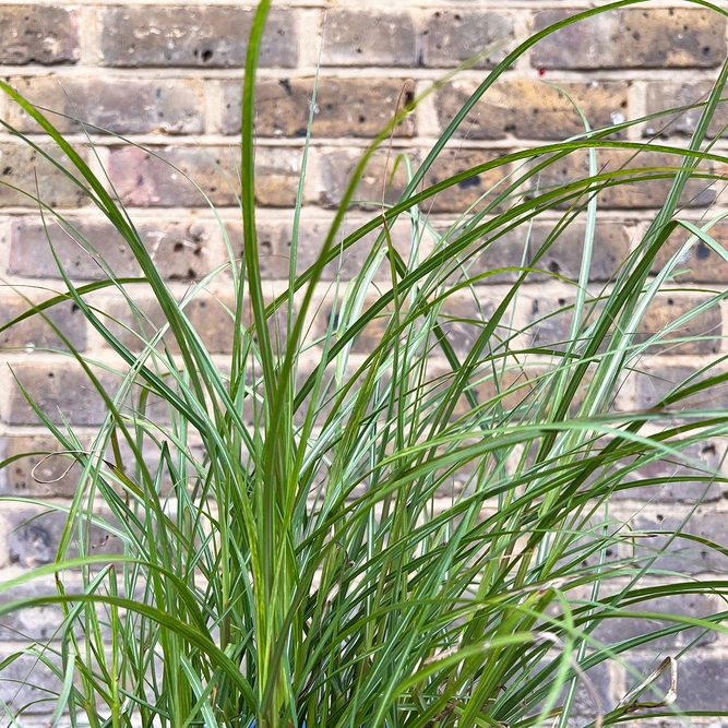 Miscanthus sinensis 'Red Chief' (Pot size 5L) Red Chief Maiden Grass - image 1
