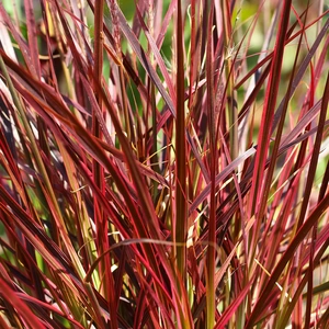 Miscanthus sinensis 'Red Chief' (Pot size 5L) Red Chief Maiden Grass - image 3