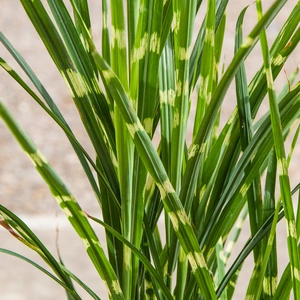 Miscanthus sinensis 'Strictus' - Chinese Silver Grass