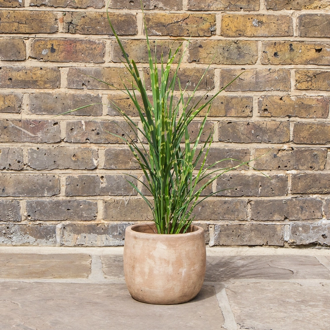 Miscanthus sinensis 'Strictus' - Chinese Silver Grass