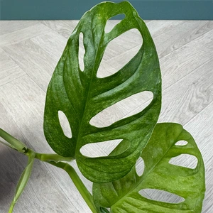 Monstera Adansonii Mint (Pot Size 12cm) Swiss Cheese Plant - image 3