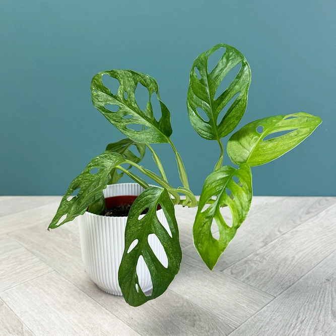 Monstera Adansonii Mint (Pot Size 12cm) Swiss Cheese Plant - image 6