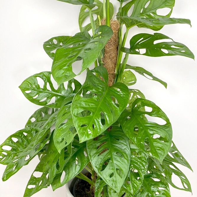 Monstera adansonii (Pot Size 15cm) Monstera Monkey Mask - image 1