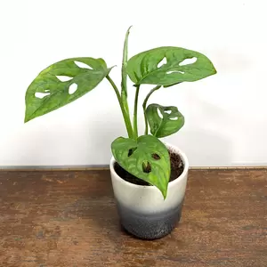 Monstera adansonii (Pot Size 5.5cm) Monstera monkey mask - image 3