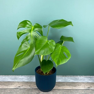 Monstera deliciosa (Pot Size 14cm) Swiss cheese plant - image 1