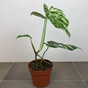 Monstera deliciosa 'Albo Variegata' (Pot Size 17cm)  Variegated swiss cheese plant - image 2