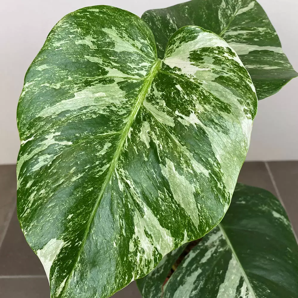 MONSTERA VARIEGATA, Monstera deliciosa