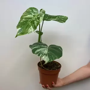 Monstera deliciosa 'Albo Variegata' (Pot Size 17cm)  Variegated swiss cheese plant - image 3