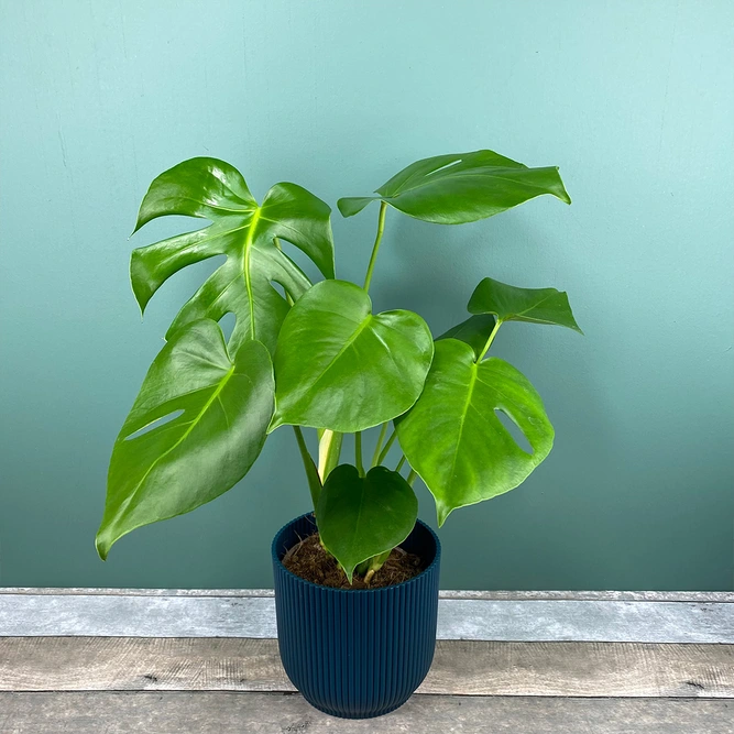 Monstera deliciosa (Pot Size 14cm) Swiss cheese plant