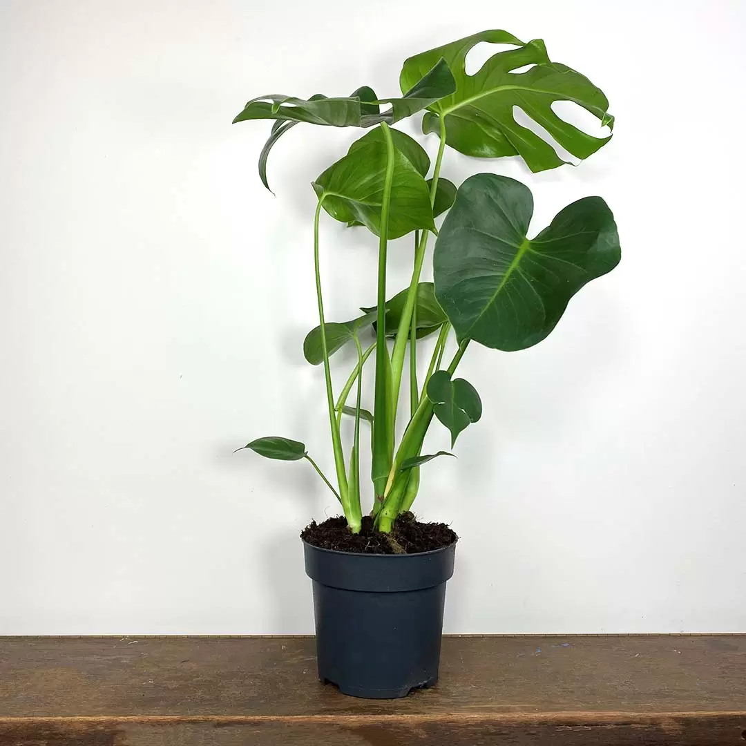 Monstera Deliciosa, Metal Pot - Terrain