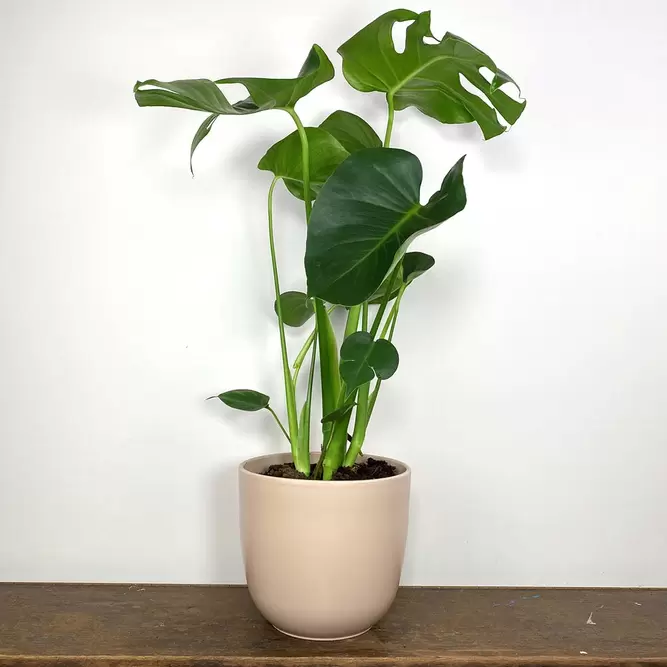 Monstera deliciosa (Pot Size 17cm) Swiss cheese plant - image 1