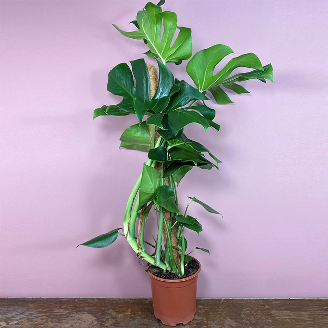 Monstera deliciosa (Pot Size 19cm) Swiss cheese plant - image 1