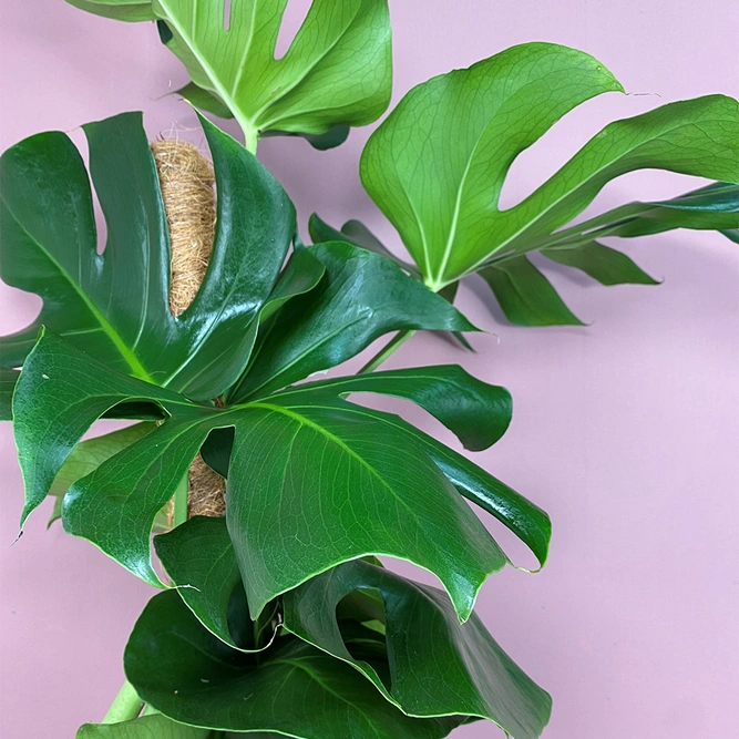 Monstera deliciosa (Pot Size 19cm) Swiss cheese plant - image 2