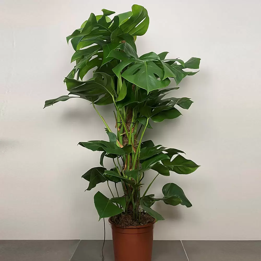 Monstera Deliciosa, Metal Pot - Terrain