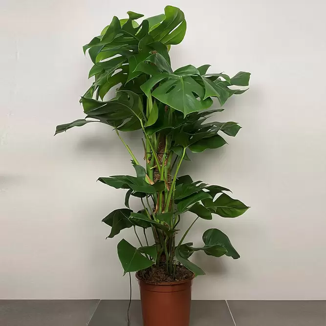 Monstera deliciosa (Pot Size 21cm) Swiss cheese plant - image 2