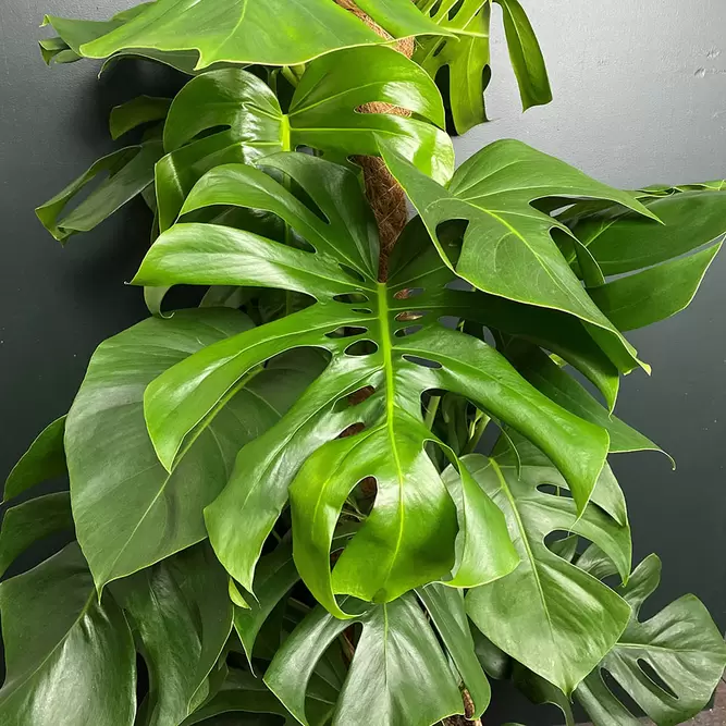 Monstera deliciosa (Pot Size 21cm) Swiss cheese plant - image 3