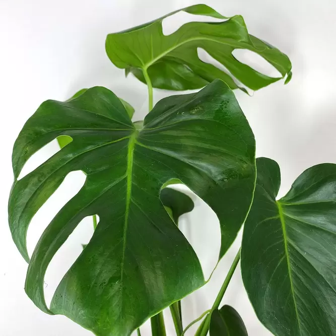 Monstera deliciosa (Pot Size 21cm) Swiss cheese plant - image 5