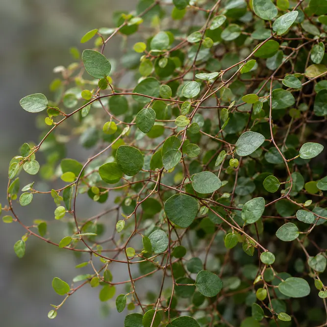 Muehlenbeckia complexa (Pot Size 10.5cm) maidenhair vine