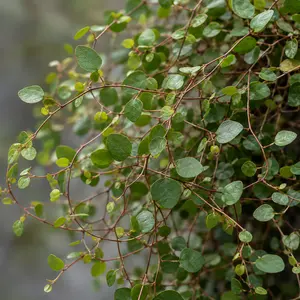 Muehlenbeckia complexa - maidenhair vine