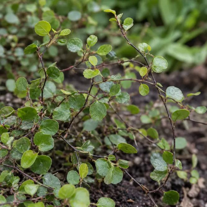 Muehlenbeckia complexa 'Maori' (Pot Size 6cm) Wire Vine