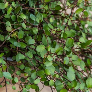 Muehlenbeckia complexa- Maidenhair vine - Wire vine