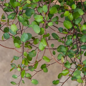 Muehlenbeckia complexa- Maidenhair vine - Wire vine