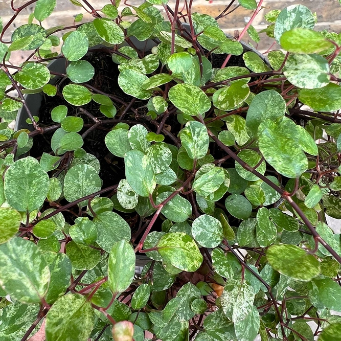 Muehlenbeckia 'Pink Camo' (13cm) Variegated Muehlenbeckia