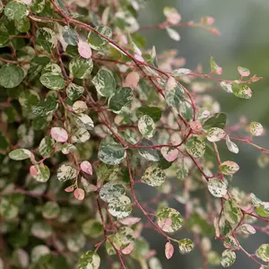 Muehlenbeckia 'Pink Camo' (13cm) Variegated Muehlenbeckia