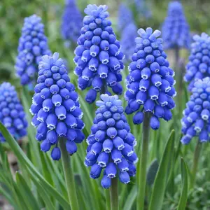 Muscari 'Blue Magic' (Pot Size 1L) Bulbs in Pots