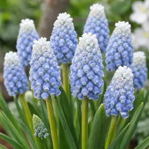 Muscari Peppermint (Pot Size 1L) Bulbs in Pots