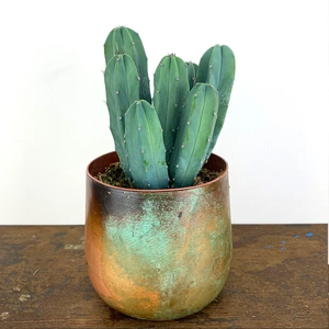 Myrtillocactus geometrizans (Pot 12cm) Whortleberry cactus - image 1