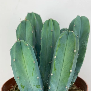 Myrtillocactus geometrizans (Pot 12cm) Whortleberry cactus - image 2