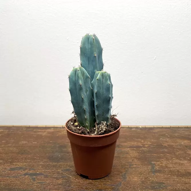 Myrtillocactus geometrizans (Pot 6cm) Whortleberry cactus - image 1