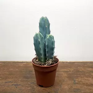 Myrtillocactus geometrizans (Pot 6cm) Whortleberry cactus - image 1