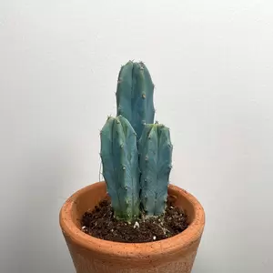 Myrtillocactus geometrizans (Pot 6cm) Whortleberry cactus - image 2