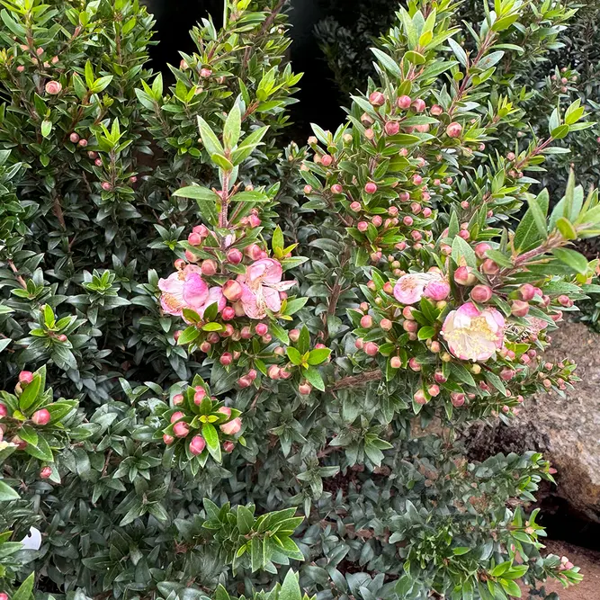 Myrtus Microphylla (8L) Small-Leaf Myrtle - image 3