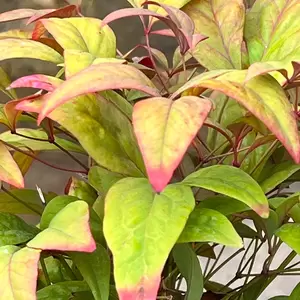 Nandina domestica 'Fire Power' (Pot Size 2L) - image 1