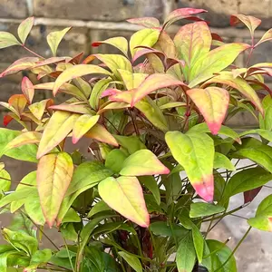 Nandina domestica 'Fire Power' (Pot Size 2L) - image 2