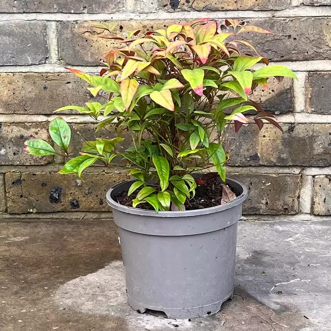 Nandina domestica 'Fire Power' (Pot Size 2L) - image 3