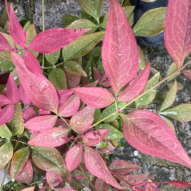 Nandina domestica 'Gulfstream' (Pot Size 17cm) - image 1