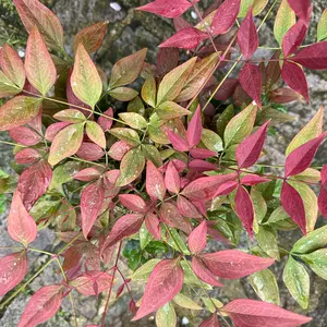 Nandina domestica 'Gulfstream' (Pot Size 17cm) - image 2