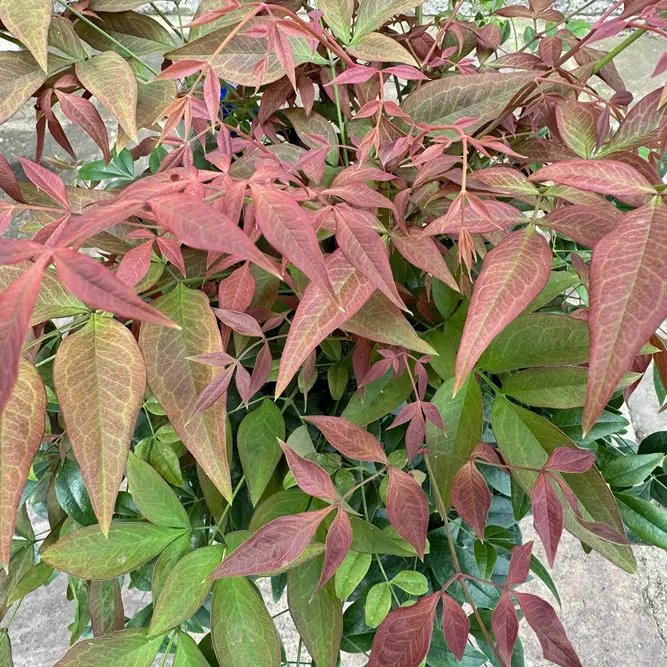 Nandina domestica obsessed (Pot Size 20L) Sacred Bamboo - image 4