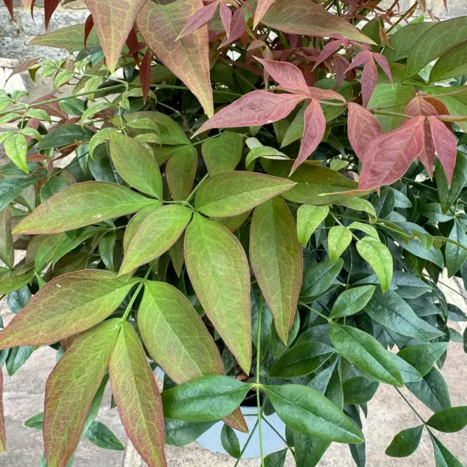 Nandina domestica obsessed (Pot Size 20L) Sacred Bamboo - image 5